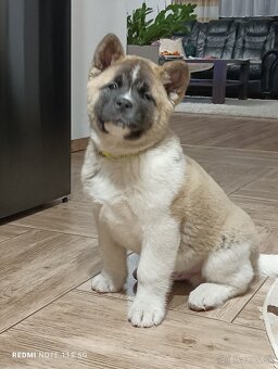 Akita Americka