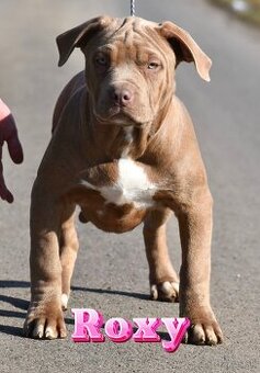 American Bully Xl