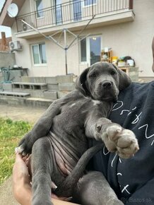 Cane Corso x Stafford