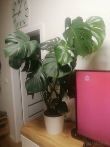 Monstera živá