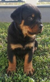 Rottweiler šteniatka