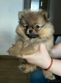 Pomeranian