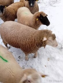 Predám ovce a barana