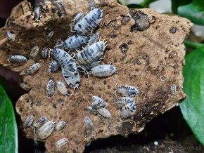 Isopody porcellio leavis dairy cow