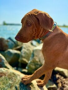 Rhodesian Ridgeback s PP k odberu