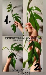 Epipremnum pinnatum