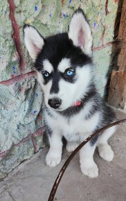 Sibírsky husky na predaj