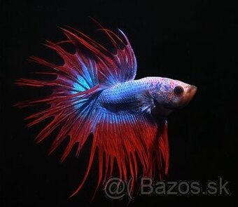 Betta Splendens Crow