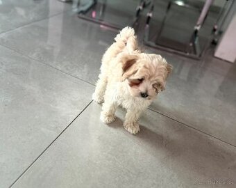 Maltipoo