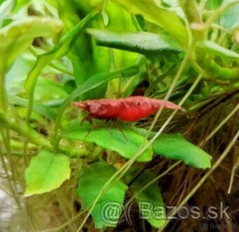 Predám krevetky Neocaridina Red Fire Painted Grade SS