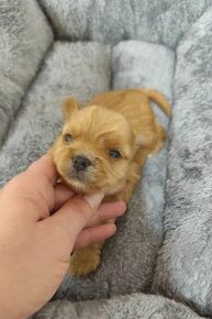 Yorkshire terrier , York, Yorkshire,Jork   s PP