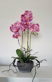 zánovná orchidea(umelý druh) 70cm vysoká