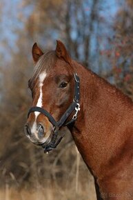 Welsh pony sekce B