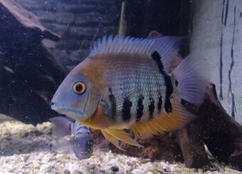 Heros severum