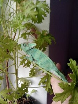 Chameleon jemansky