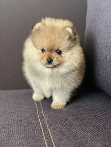 Pomeranian - 1