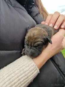 Darujeme šteniatka psíkov labrador