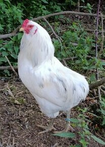 Araucana kohut