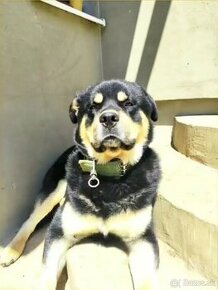 darujem Rottweiler/Husky/Shiba Inu rotvajlera surne