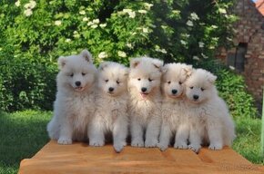 SAMOJED ŠTENIATKA S RODOKMEŇ