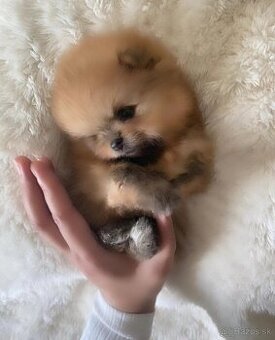 Pomeranian mini Lilly