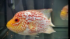 Flowerhorn Fireman s dream Kamfa