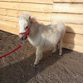 Mini shetland pony Kobyla