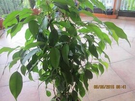 Drobnolisty Ficus Benjamin 1ks/3,60€+posta