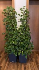 Zelená ťahavá izbová rastlina - 1
