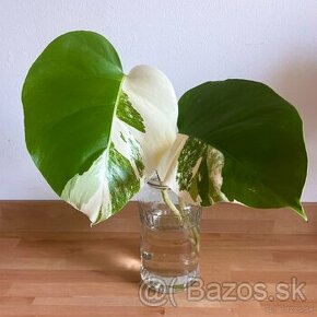 Panašovaná monstera albo variegata - 1