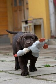 Labrador retriever s PP,Labradorsky retriever