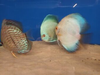 Discus