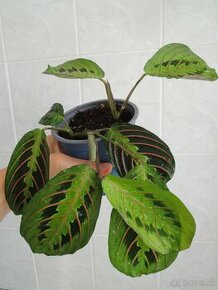 predam izbove rastliny - marantha, philodendron, monstera