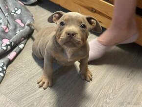 American Bully Pocket