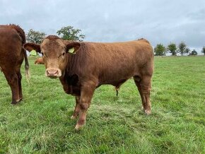 Predám mladé býky Aberdeen Angus a krížence - 1