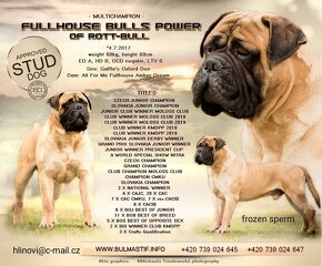 Bulmastif bullmastif bulmastiv bullmastiff