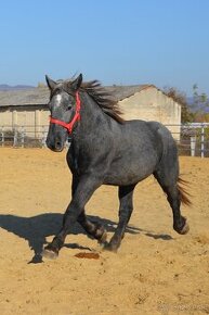 Predám žrebca - Percheron