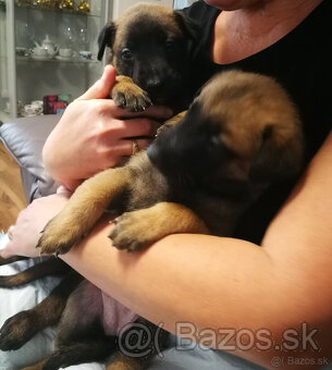 Belgický ovčiak Malinois