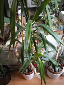 izbova  rastlina,  dracena  vysoka  2.60 m