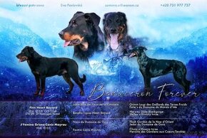 Beauceron s PP