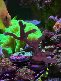 Montipora Digitata Purple