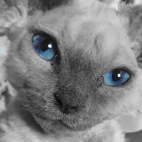 DEVON REX modrooké mačiatko- v ponuke kocurik a mačička