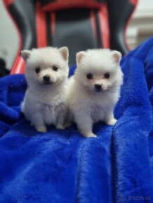 Pomeranian