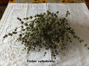 Sušené kvety - Čistec velkokvětý.