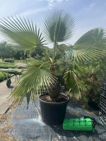 Washingtonia Palma