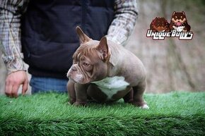 American bully exotic micro