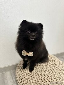 Pomeranian FCI PP