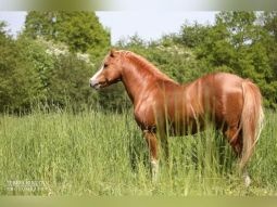 Welsh mountain pony hřebec pripousti