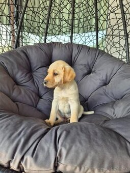 Labrador
