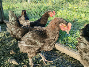 marans